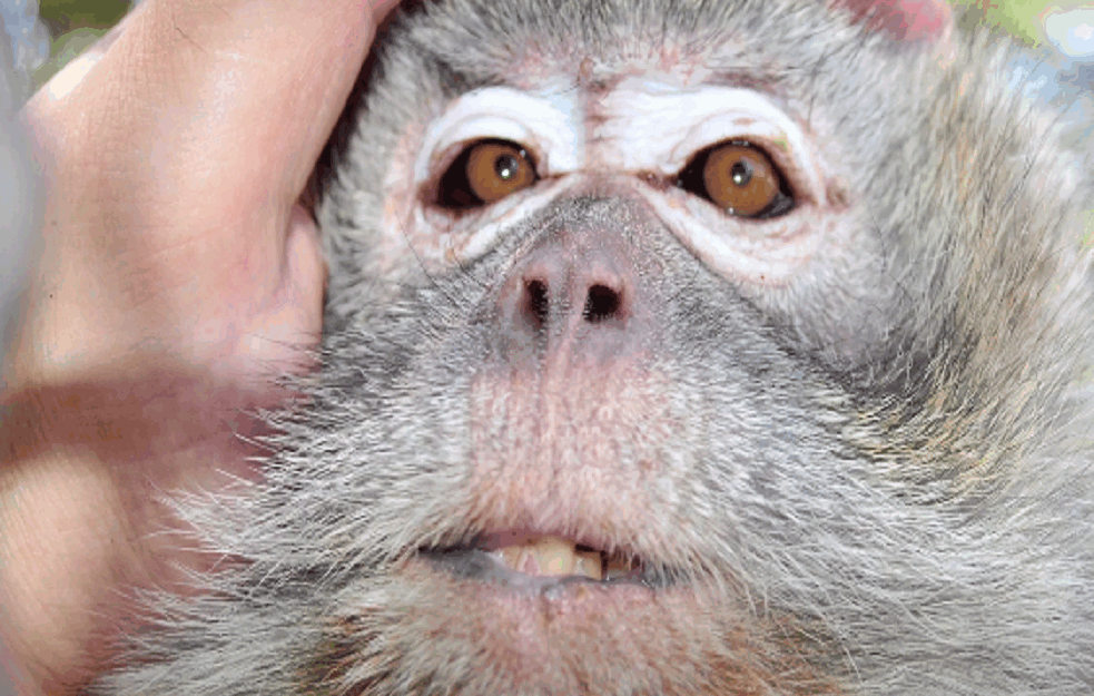 UGINULA MEZIMICA Beo zoo vrta: CICA je bila nestašni majmun koju su svi obožavali, a umela je i da ODŽEPARI POSETIOCE! 
